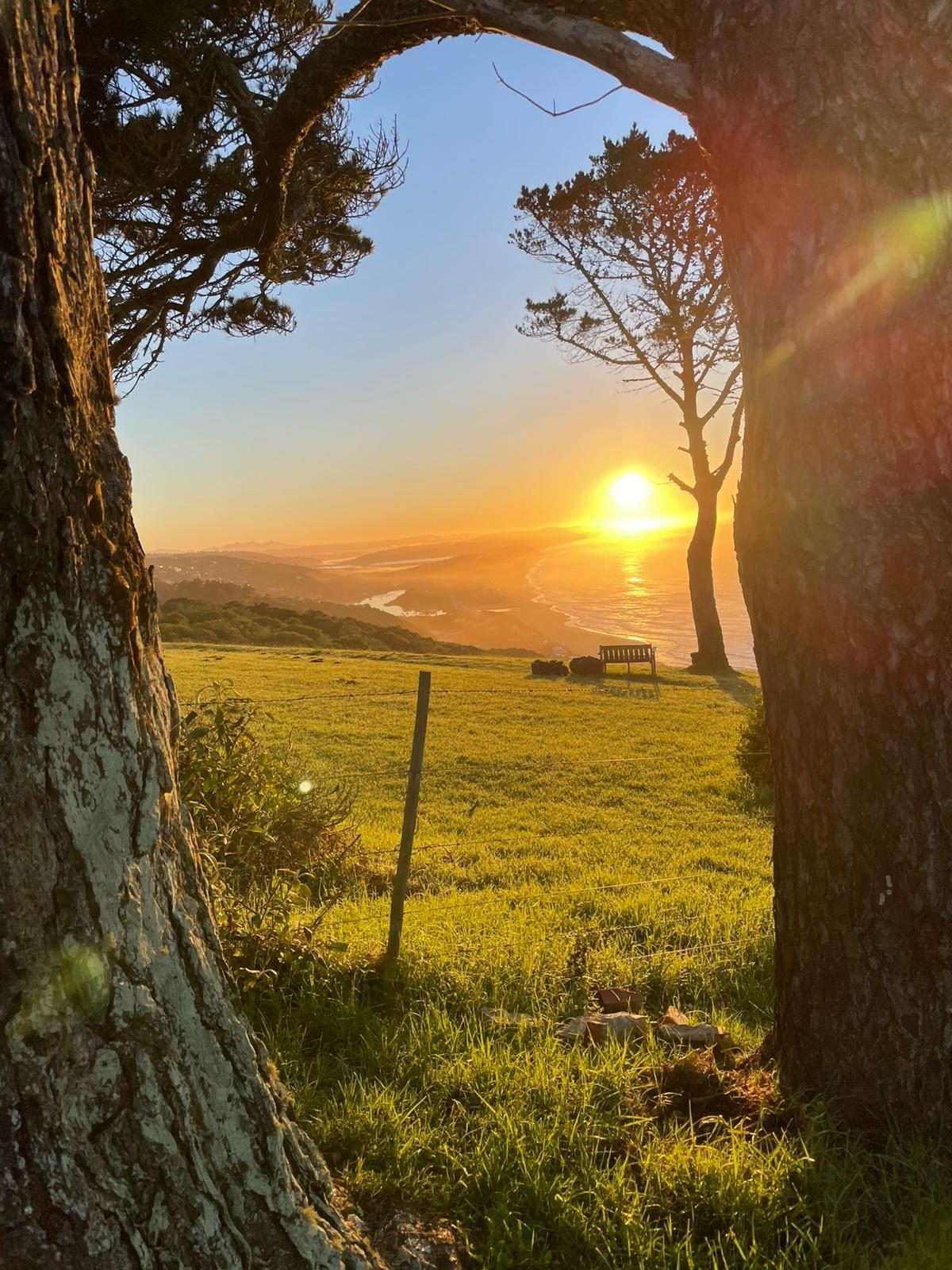 Sunset under the trees