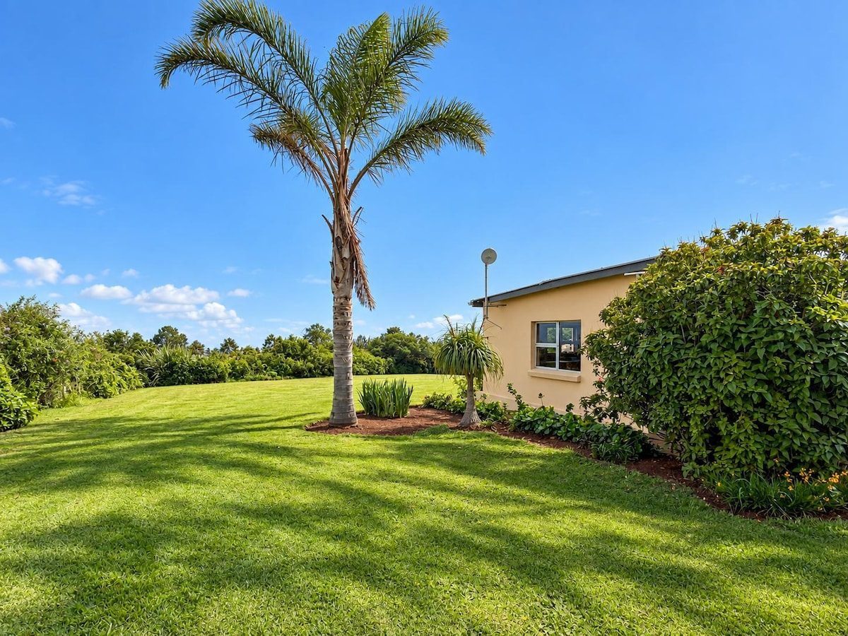 Lawn with a palm tree