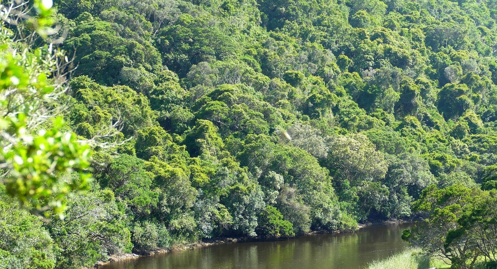 The Touw River flowing between steep forested banks
