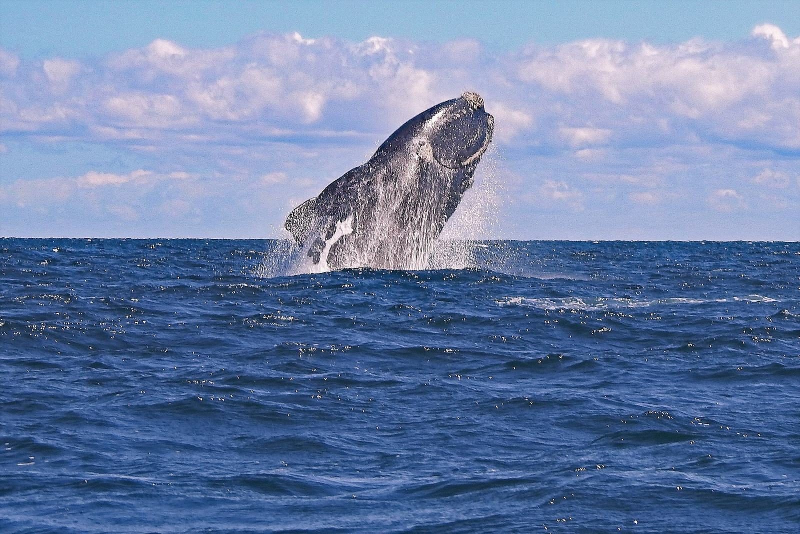 A southern right whale surfacing close to shore