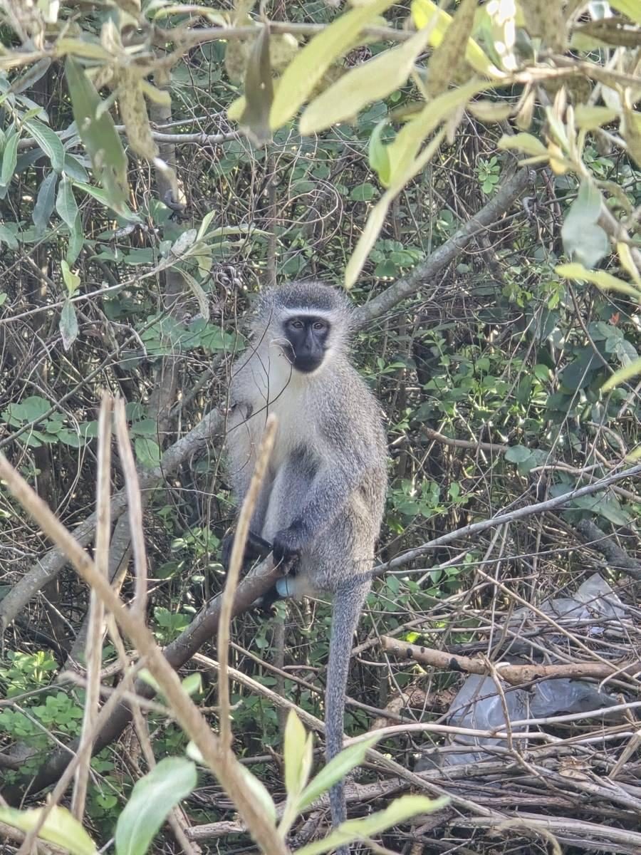A vervet monkey in the bush on the ridge above Wilderness